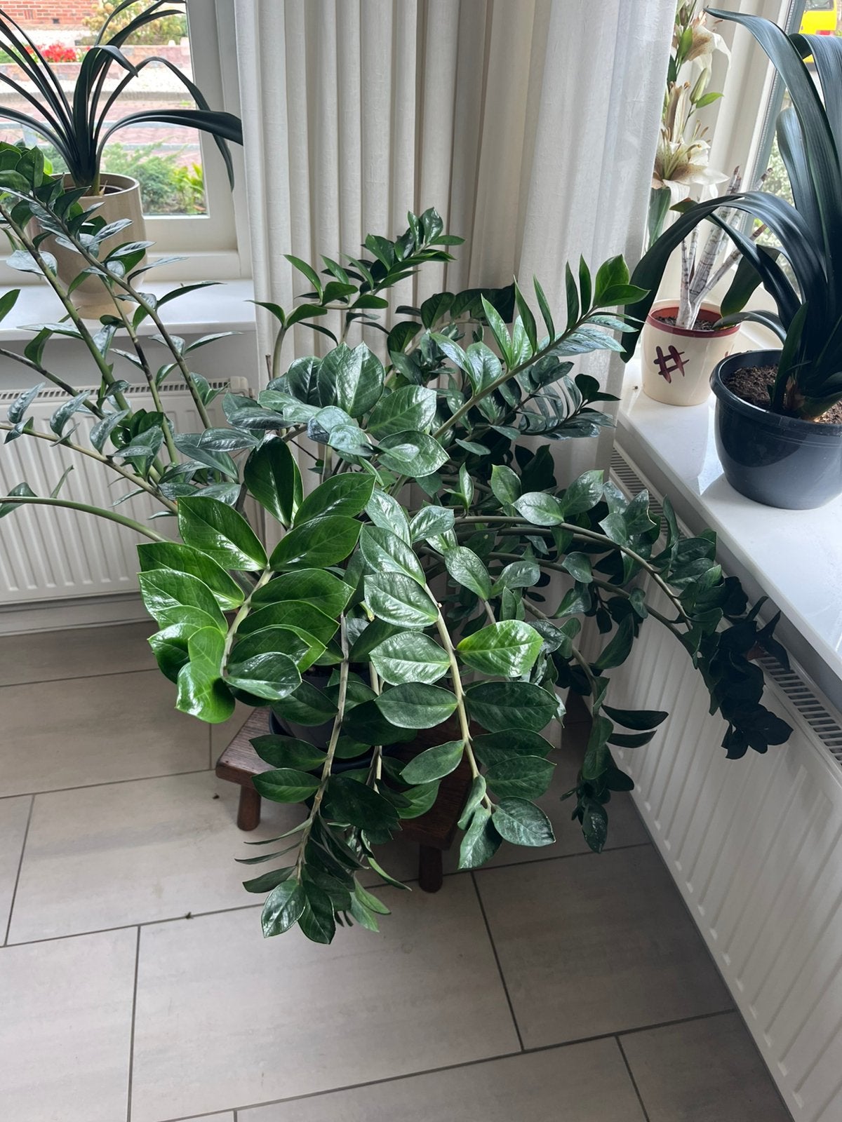 Grote Zamioculas ofwel Emerald kamerplant., Huis en Inrichting, Ophalen, Halfschaduw, 100 tot 150 cm