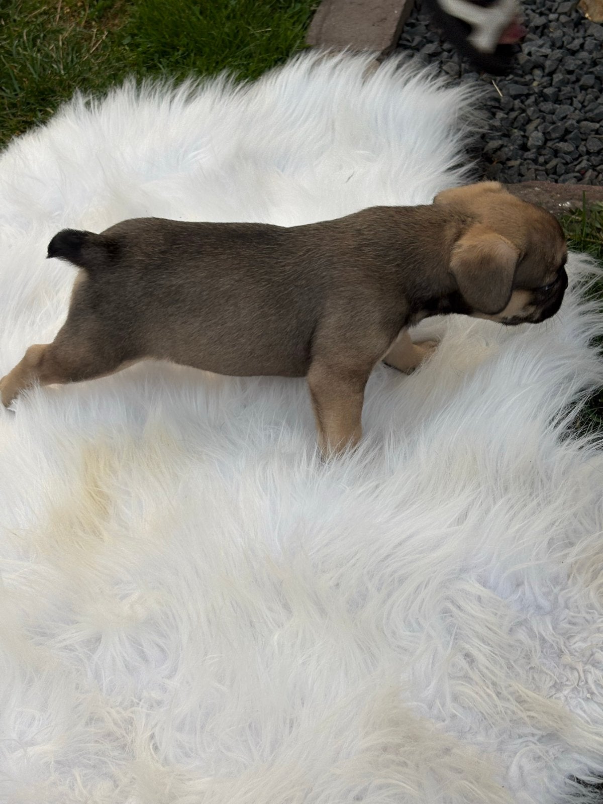 Franse bulldog pups, Teef, Bulldog, Meerdere, Nederland