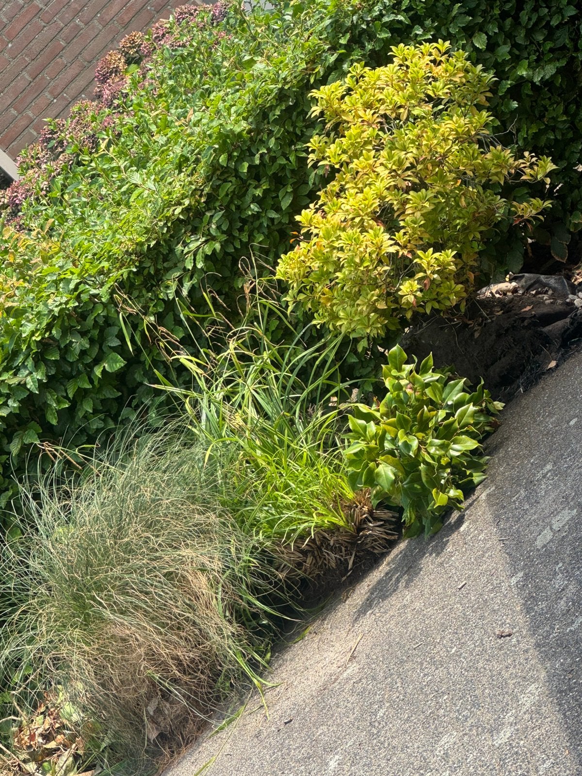 Gratis ophalen, verschillende planten, Tuin en Terras, Planten | Struiken en Hagen, Ophalen, Overige soorten