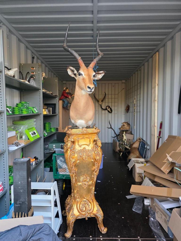 Opgezette impala op barok sokkel taxidermie opgezette dieren, Ophalen of Verzenden, Zo goed als nieuw, Vogel, Opgezet dier