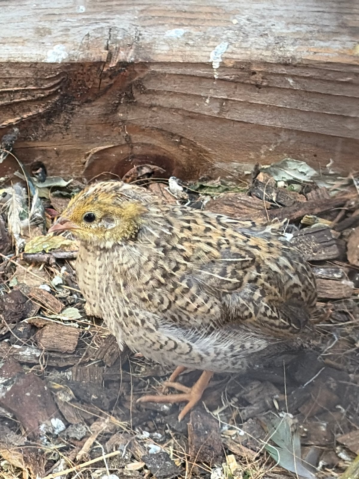 chinese kwartels., Meerdere dieren