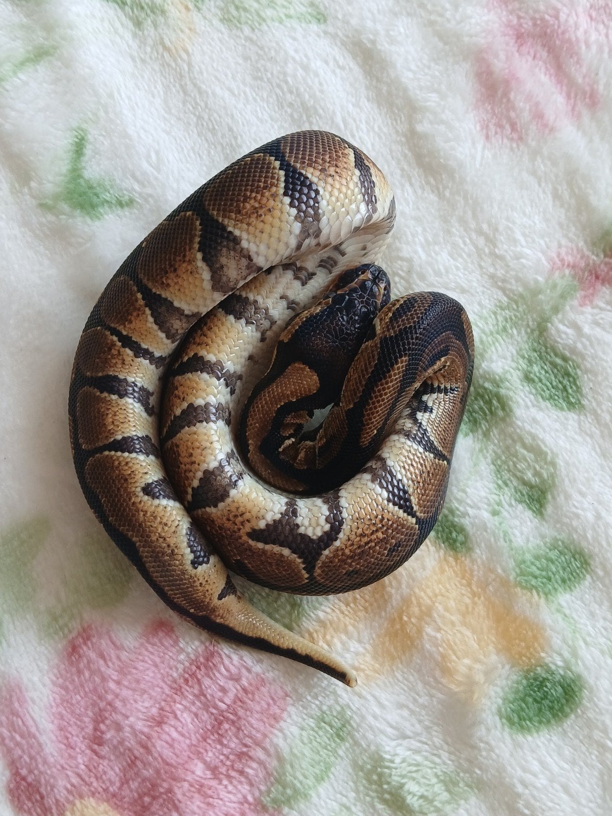 koningspython dames en mannen Ball Python photo 12