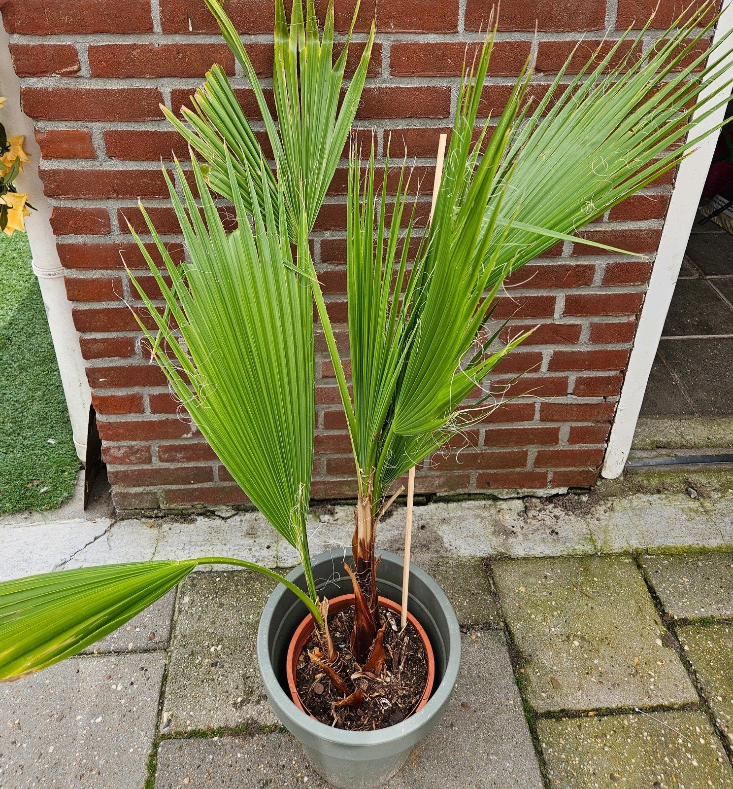 Mexicaanse waaierpalm, Volle zon, Vaste plant, Bloeit niet, Ophalen