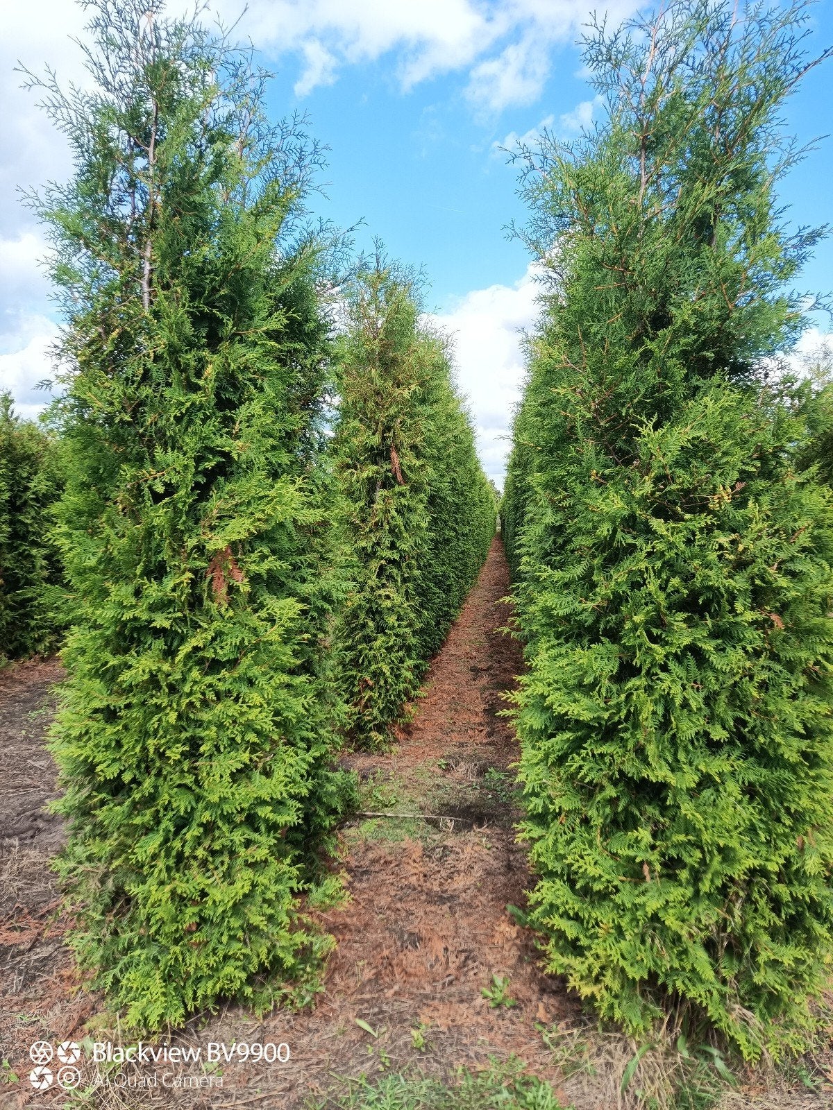 coniferen thuja Brabant en smaragd 200 tot 325cm planten, Ophalen of Verzenden, Conifeer, Struik, 250 cm of meer