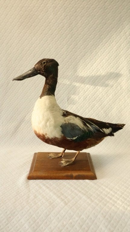 Taxidermie - opgezette eend, Ophalen of Verzenden, Gebruikt, Vogel, Opgezet dier