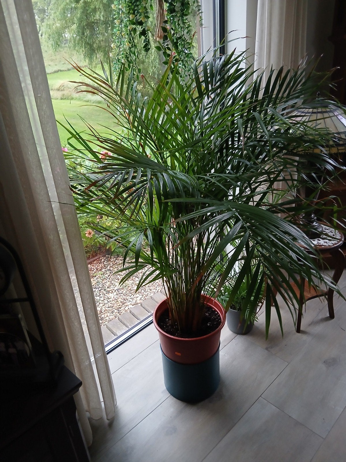 Grote Areca Palm - Ideaal voor elke kamer, Ophalen, 100 tot 150 cm, Palm, Halfschaduw
