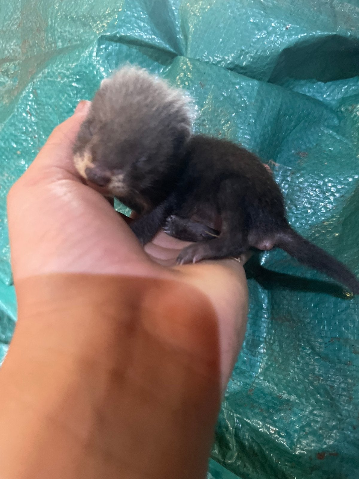 Fretten puppy’s, Dieren en Toebehoren, Overige Dieren, Juni, Meerdere dieren