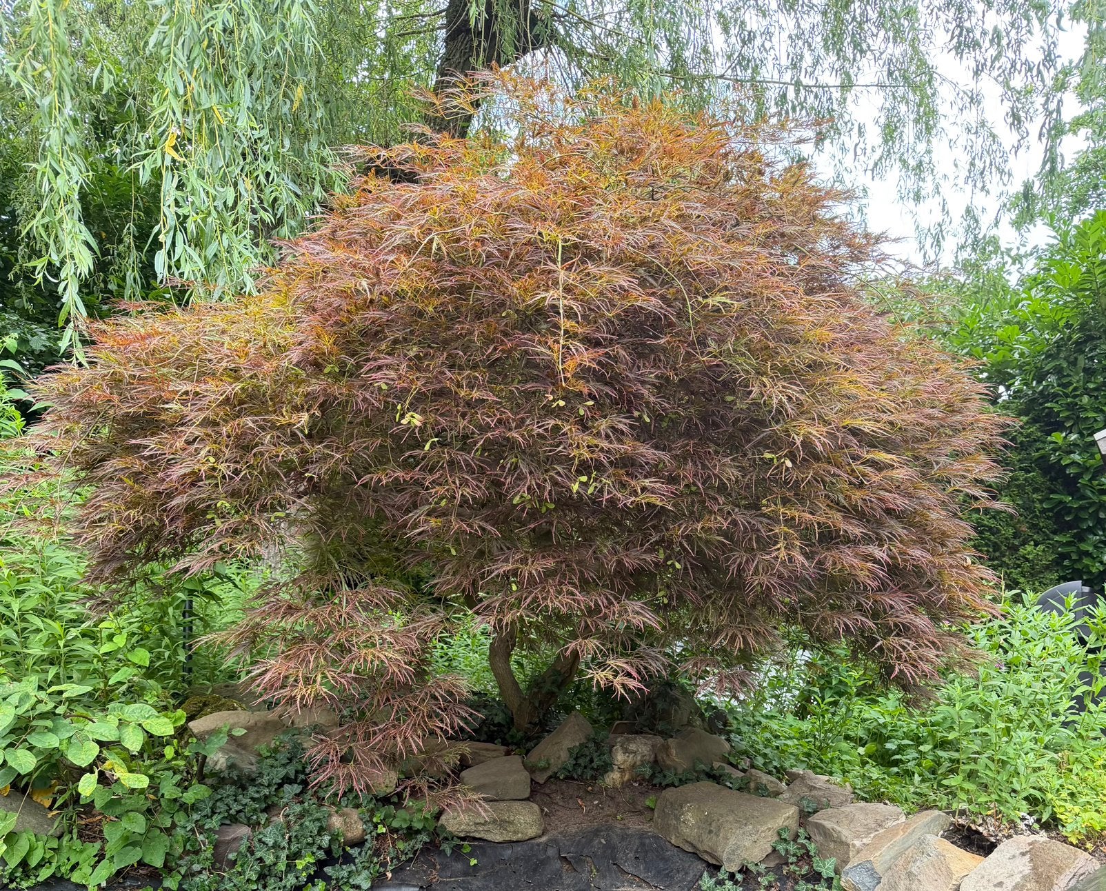 Japanse esdoorn, Tuin en Terras, Planten | Tuinplanten, Vaste plant, Bloeit niet, Halfschaduw, Ophalen