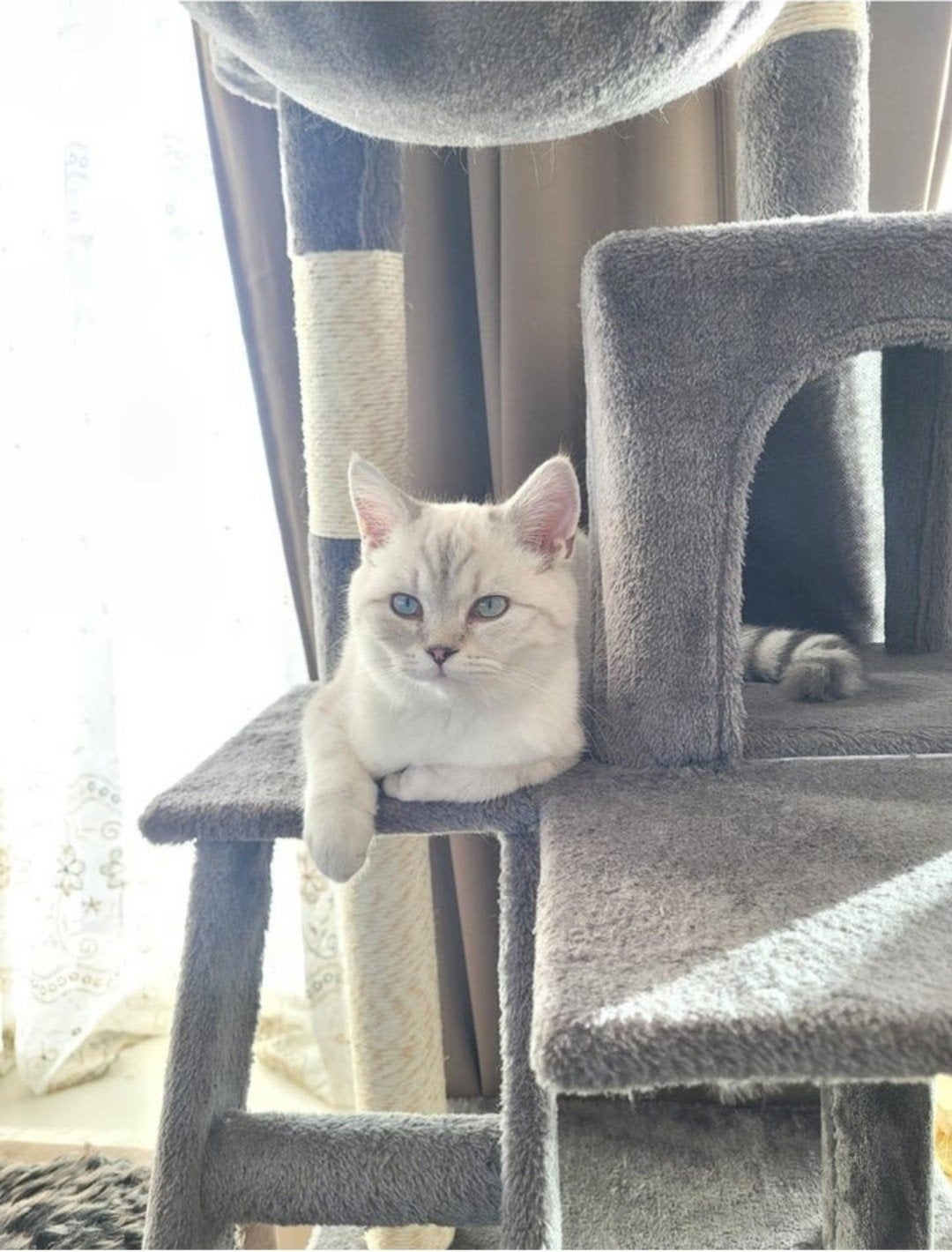 3 jaar oud lieve BKH (kater) zoekt nieuw huis., Dieren en Toebehoren, Katten en Kittens | Overige Katten, Kater