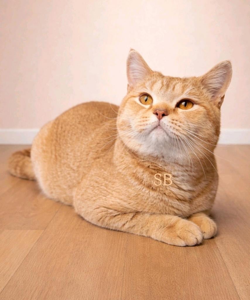 🌷Dekkater Cinnamon Britse korthaar., Dieren en Toebehoren, Katten en Kittens | Raskatten | Korthaar, Kater, 0 tot 2 jaar