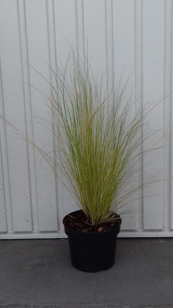 siergras Stipa tenuifolia Ponytails, Ophalen, Vaste plant, Siergrassen, Bloeit niet