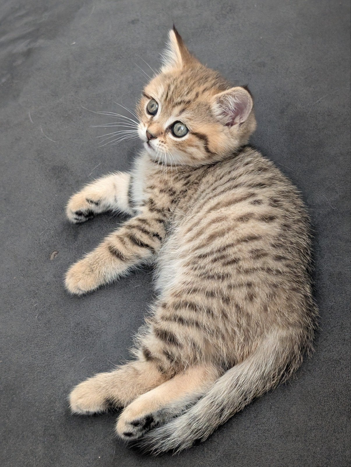 Nog 1 Brits korthaar Golden tabby spotted kitten 1poesje, Poes, Ontwormd, 0 tot 2 jaar