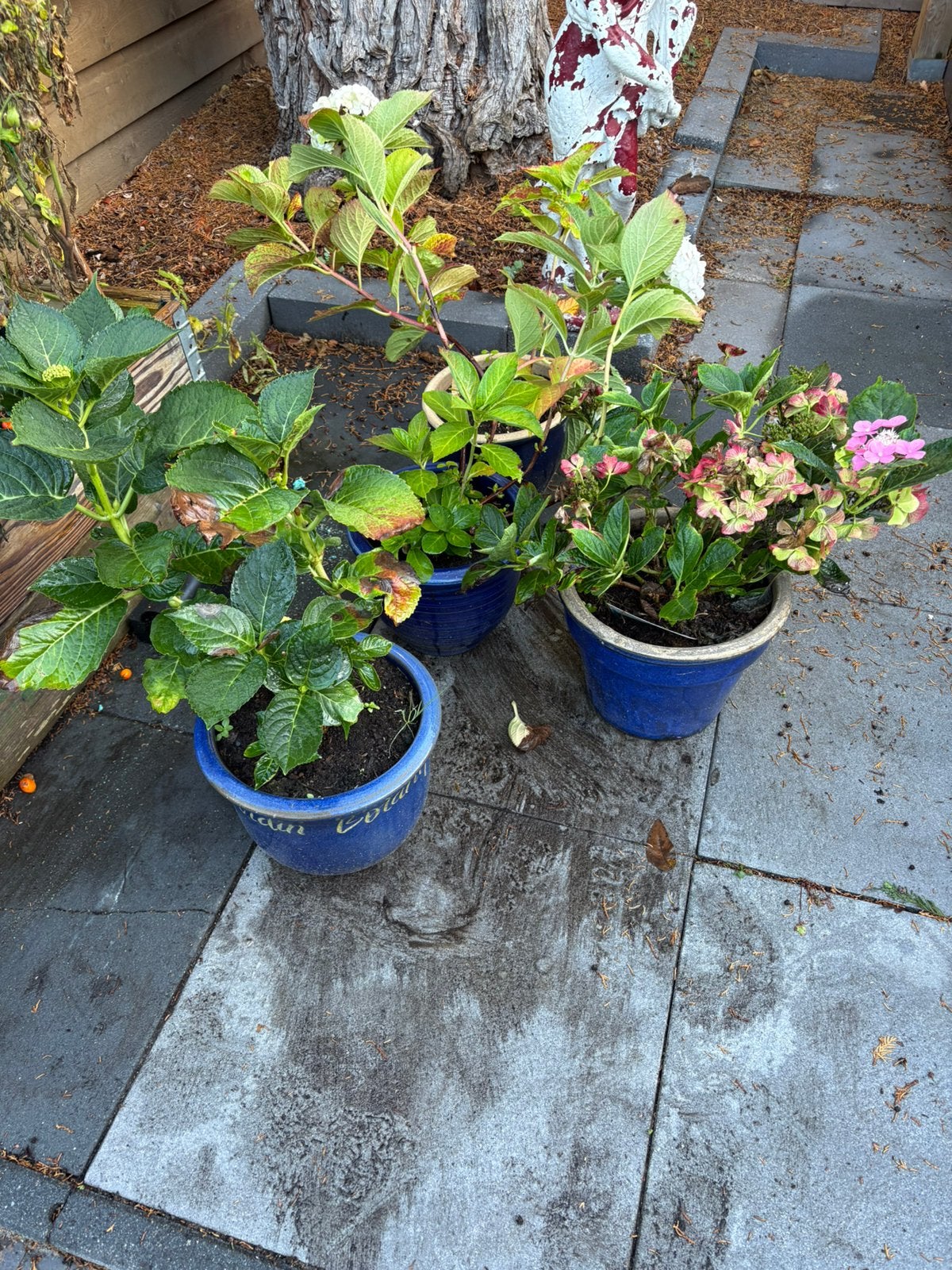 Hortensia, Ophalen, Overige soorten, Halfschaduw
