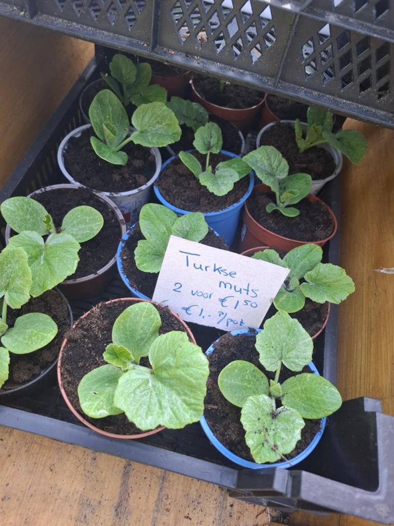 Kalebassen Turkse mutsen, Tuin en Terras, Ophalen, Overige soorten, Volle zon