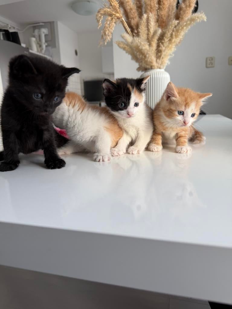Kittens