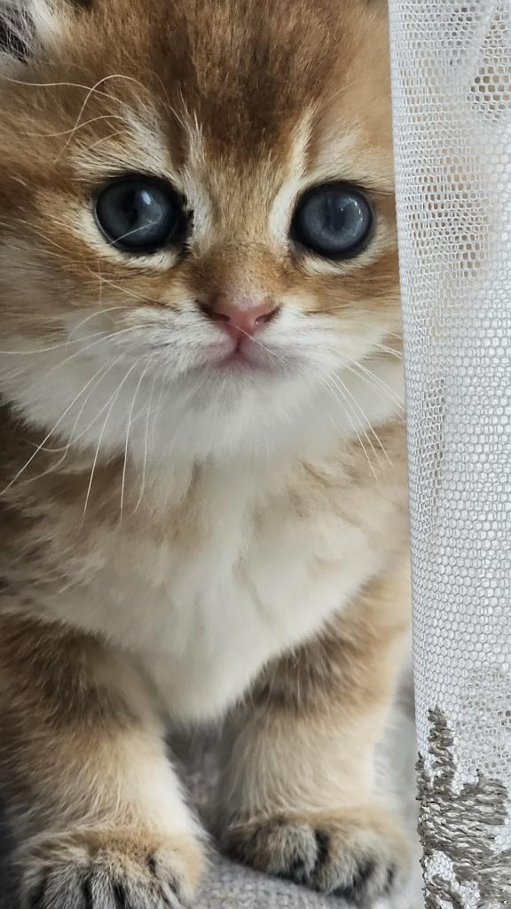 Prachtige black golden shaded British kittens, Dieren en Toebehoren, Katten en Kittens | Raskatten | Korthaar, Poes, Met stamboom