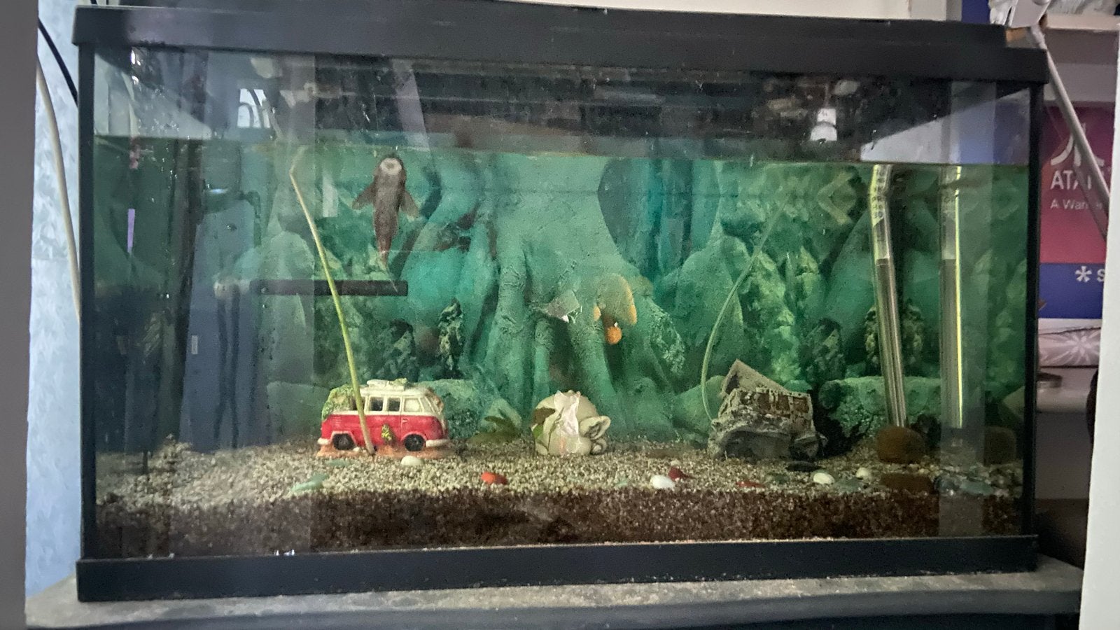 Groot aquarium met algeneter, Ophalen, Gevuld zoetwateraquarium