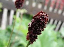 20 Sanguisorba Pimpernel in 2 kleuren € 60, Tuin en Terras, Overige soorten, Volle zon, Vaste plant, Ophalen of Verzenden
