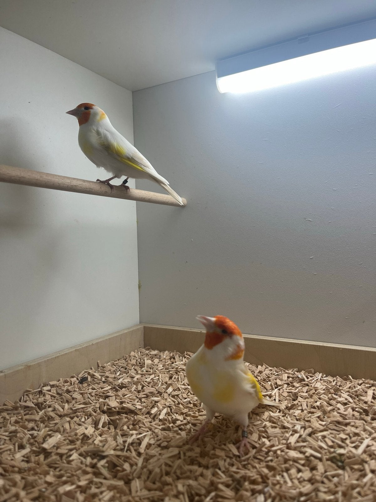 Te koop satinet putters, Dieren en Toebehoren