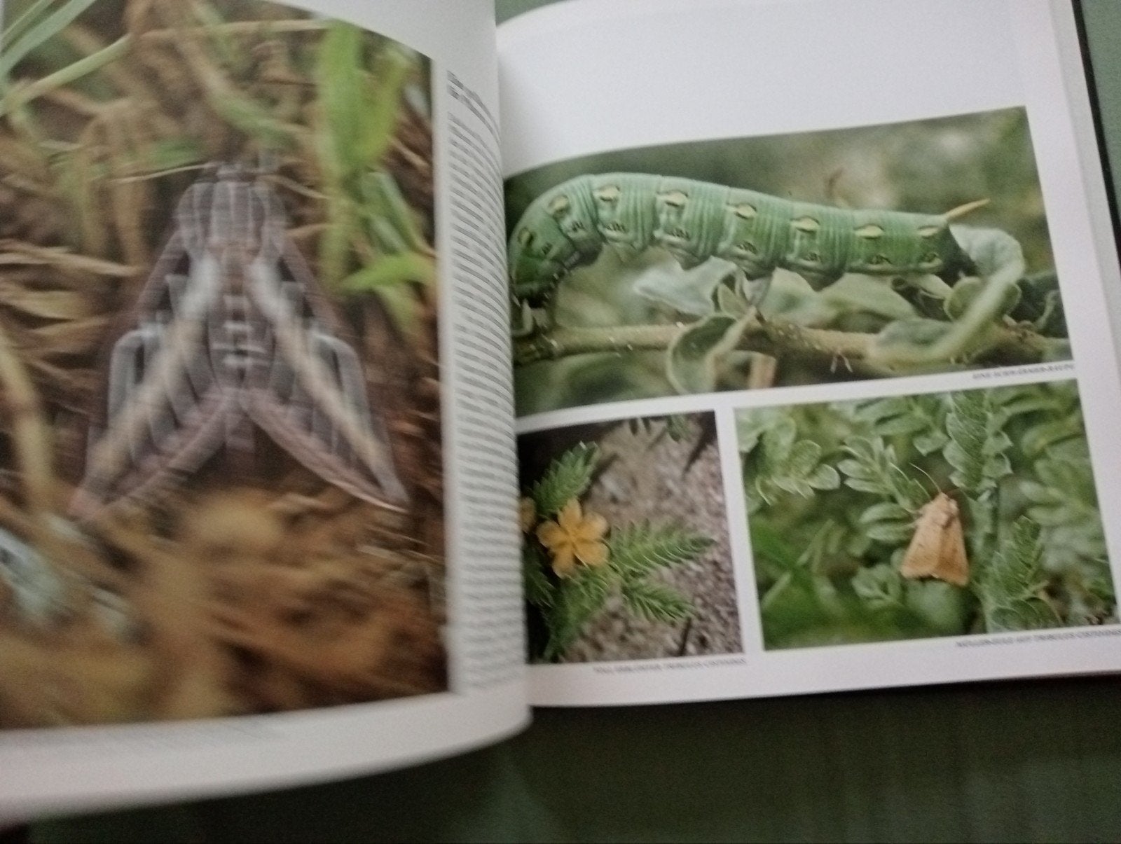 Hawaii: Die Wildnisse der Welt - Time-Life Boeken, Ophalen of Verzenden, Gelezen, Natuur algemeen, Time-Life Boeken