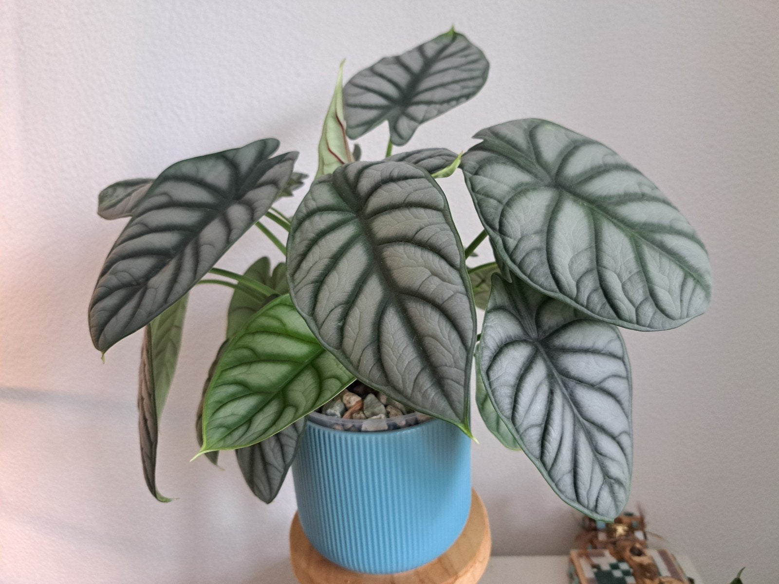 Plant Alocasia Silver Dragon, Ophalen, Overige soorten, Minder dan 100 cm, Volle zon