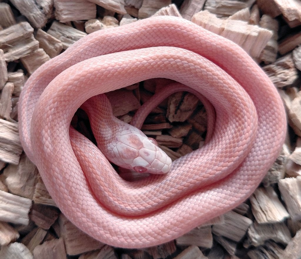 Korenslangen nk2026 (super) red factor hypo snow tess, mtly Corn Snake photo 7