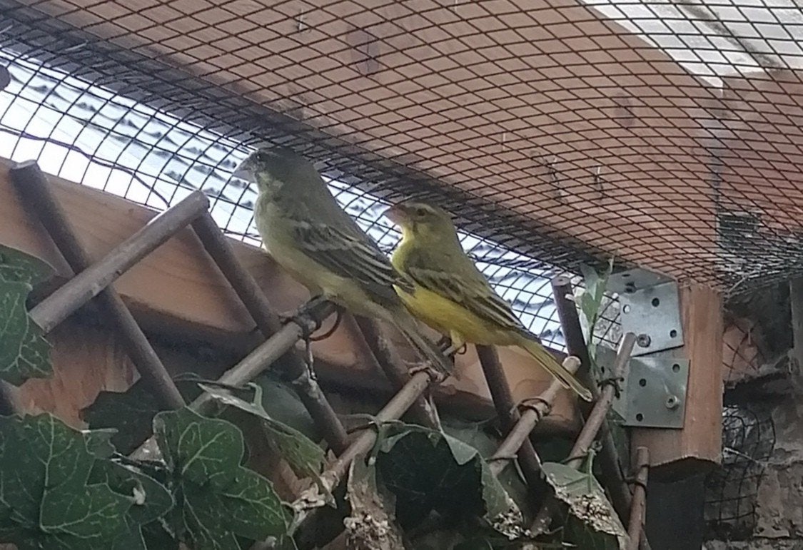 koppel zwavelgele dikbekcinis, Meerdere dieren, Tropenvogel, Geringd