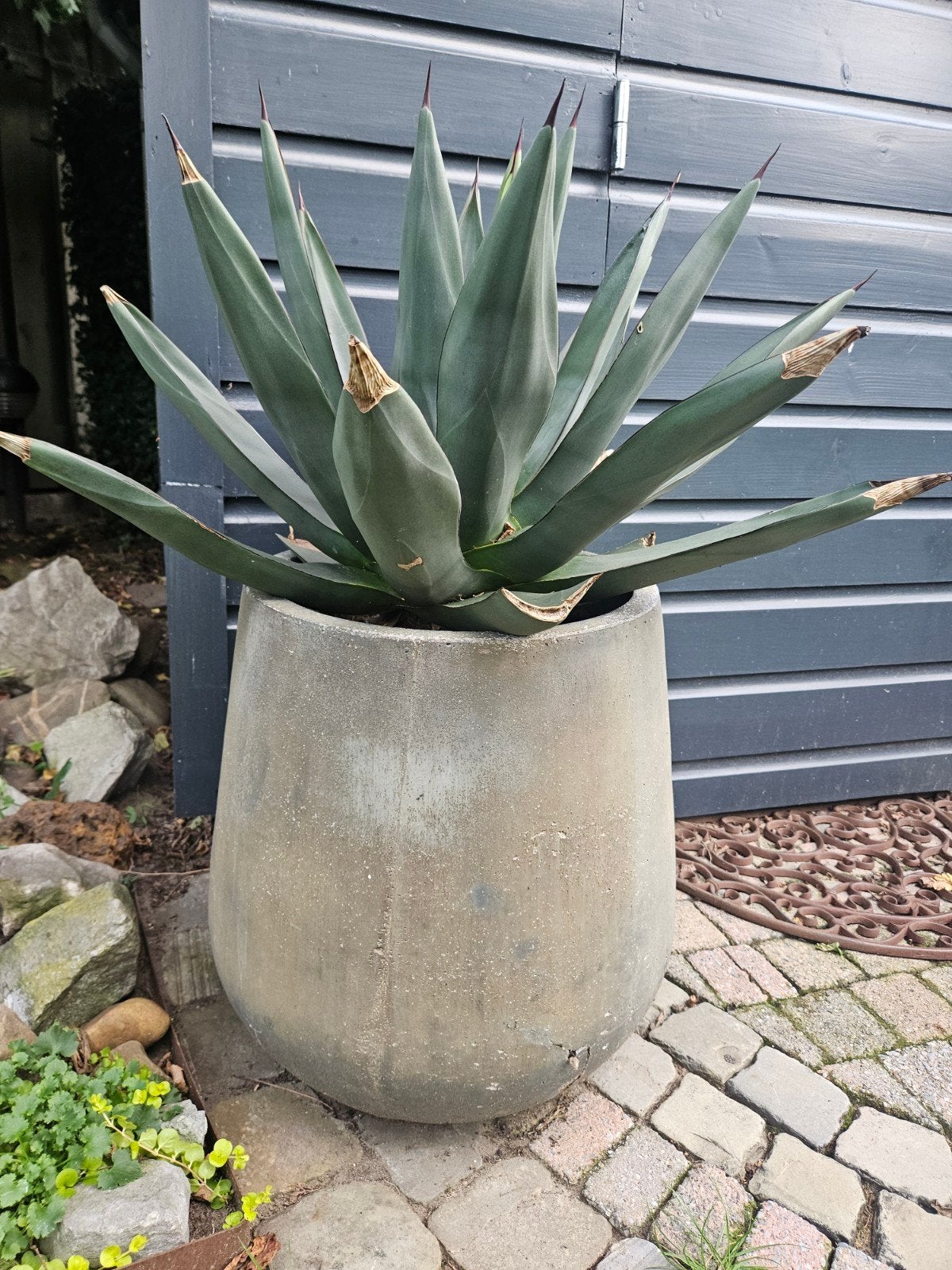 Agave Cactus met Grijsgroene Bladeren, Tuin en Terras, Volle zon, Vaste plant, Bloeit niet, Ophalen