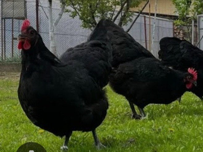 te koop 4 leg hennen 2 australorp en 2 mix hennen, Dieren en Toebehoren, Vrouwelijk, Kip