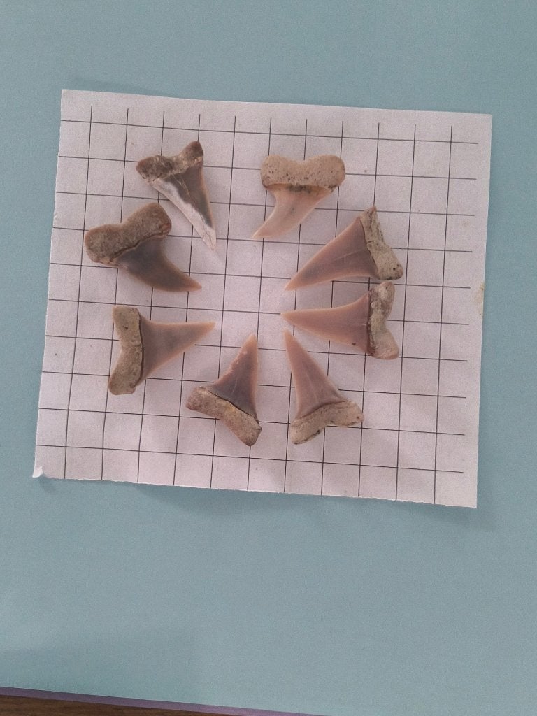Haaientandjes Bakersfield, Verzamelen, Mineralen en Fossielen, Fossiel, Ophalen of Verzenden