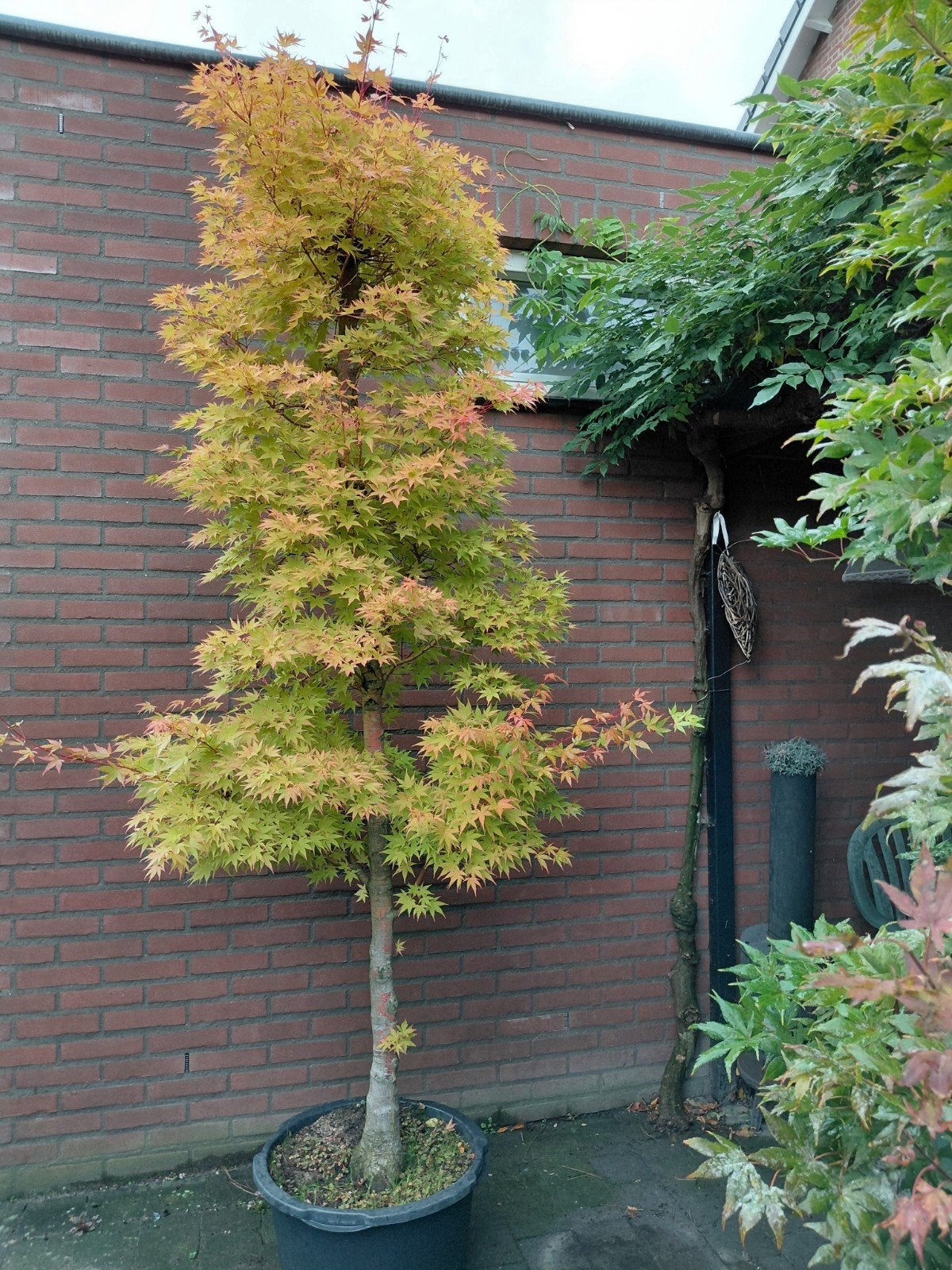 Japanse esdoorn Acer palmatum Sango kaku, Ophalen, Bloeit niet, Halfschaduw, Overige soorten
