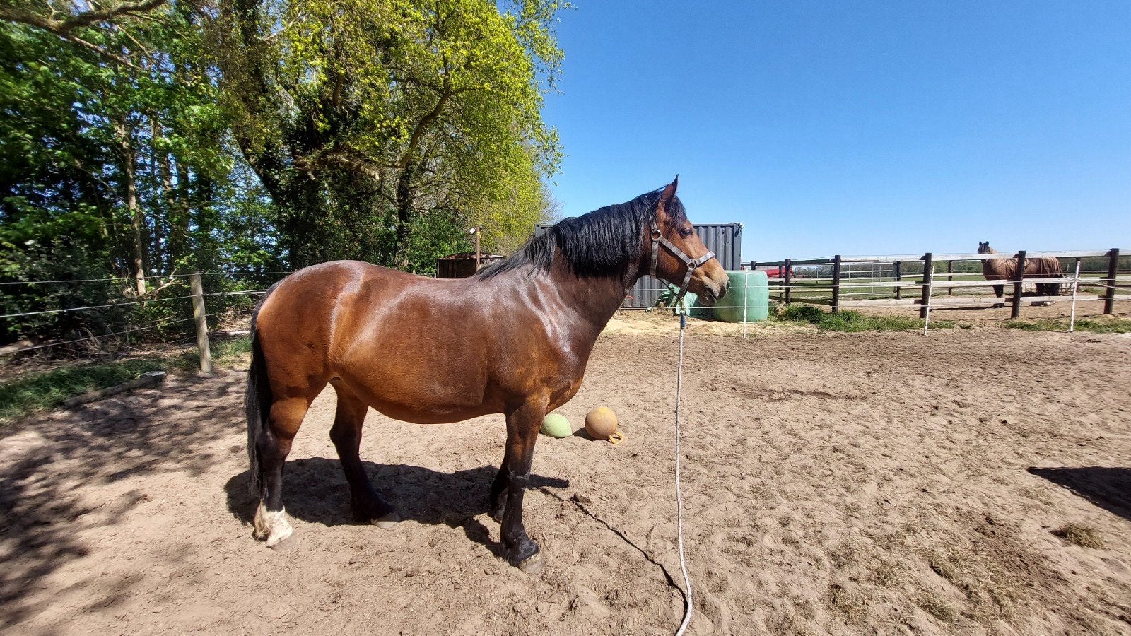 4 jarige welsh cob merrie, Merrie