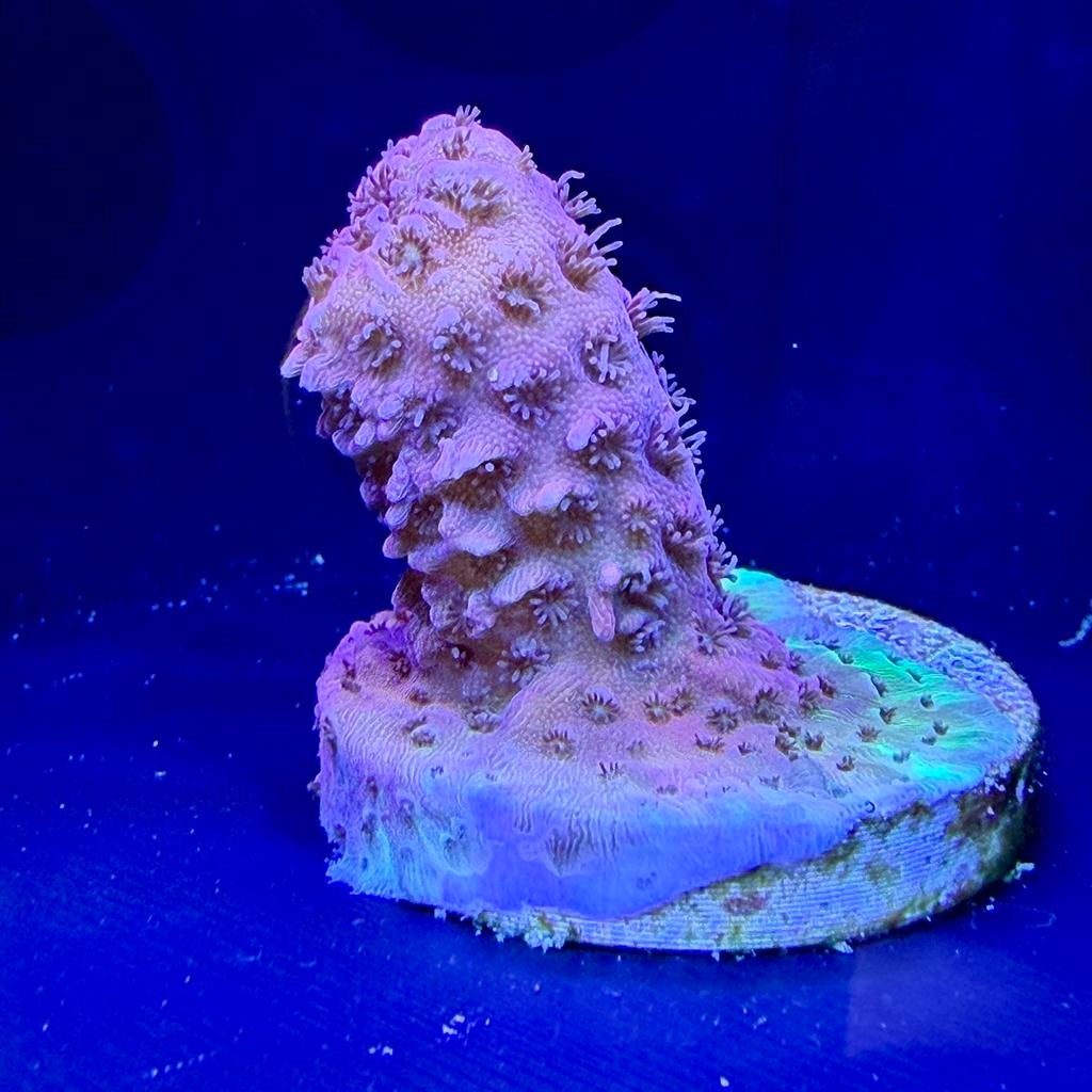 Verschillende acropora/millepora stekken te koop, Overige typen, Zoutwatervis