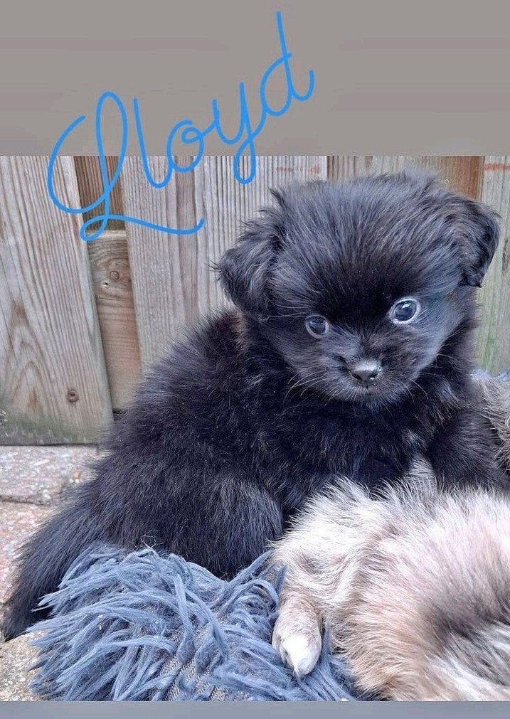 Prachtige unieke Shiranian (F1) pups (Shih Tzu x  pomeriaan), Dieren en Toebehoren, 8 tot 15 weken, Meerdere, Meerdere dieren