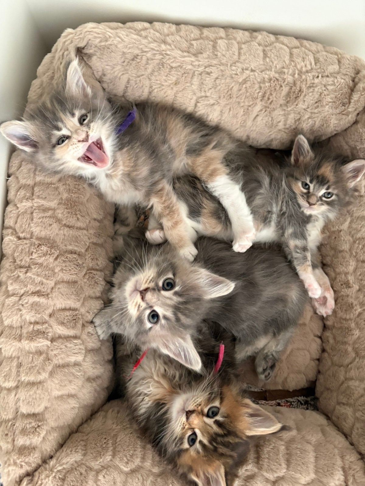 Maine Coon kittens met stamboom, Meerdere dieren, Met stamboom, 0 tot 2 jaar