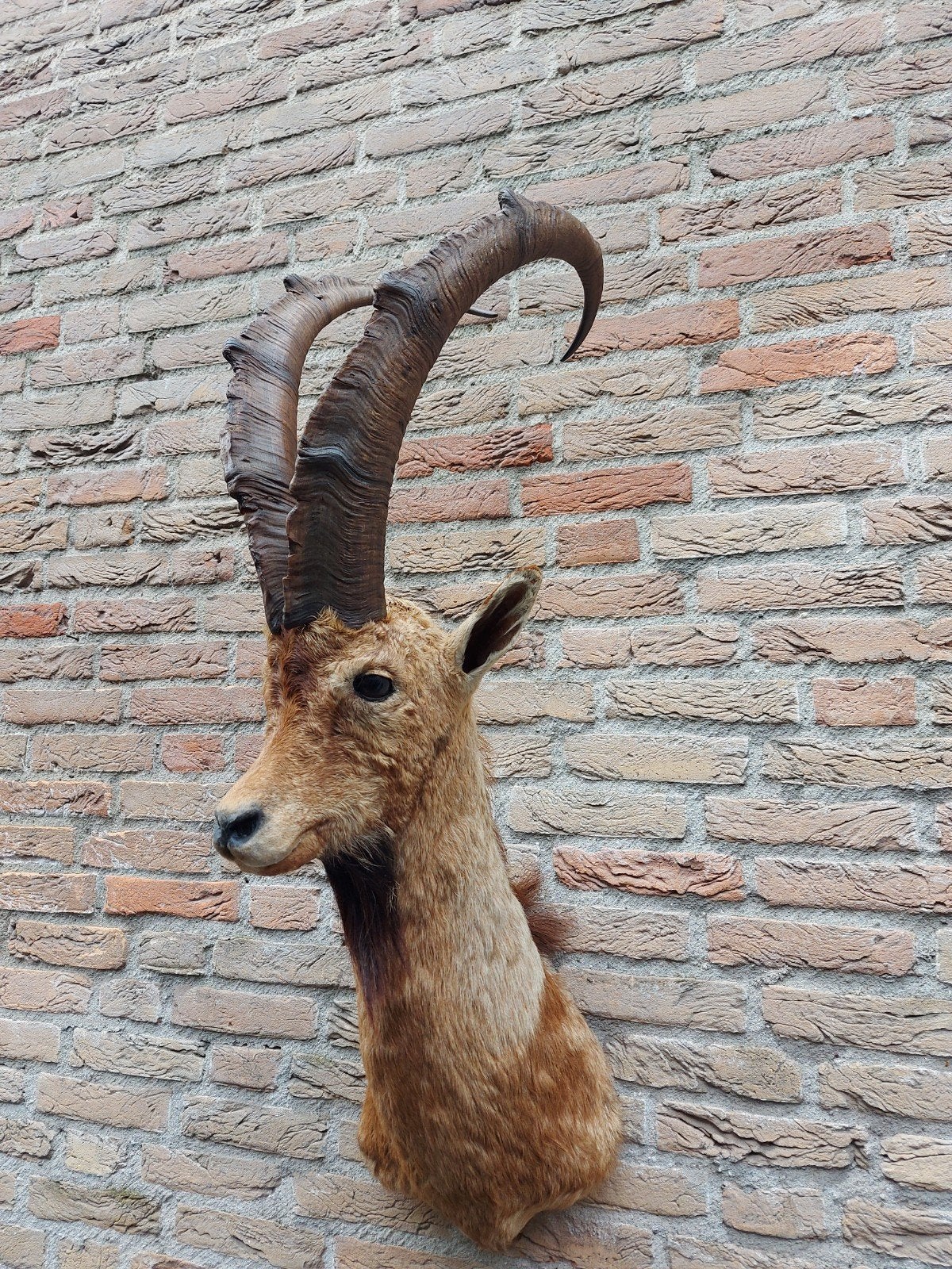 opgezette kop steenbok taxidermy opgezet bok schedel gewei, Verzamelen, Dierenverzamelingen, Ophalen, Wild dier, Gewei of Kop