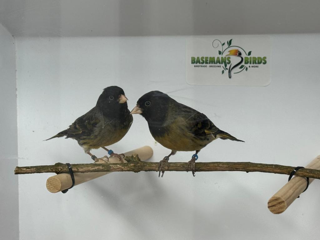 Bastaard zwarte sijs x kanarie, Mannelijk, Geringd