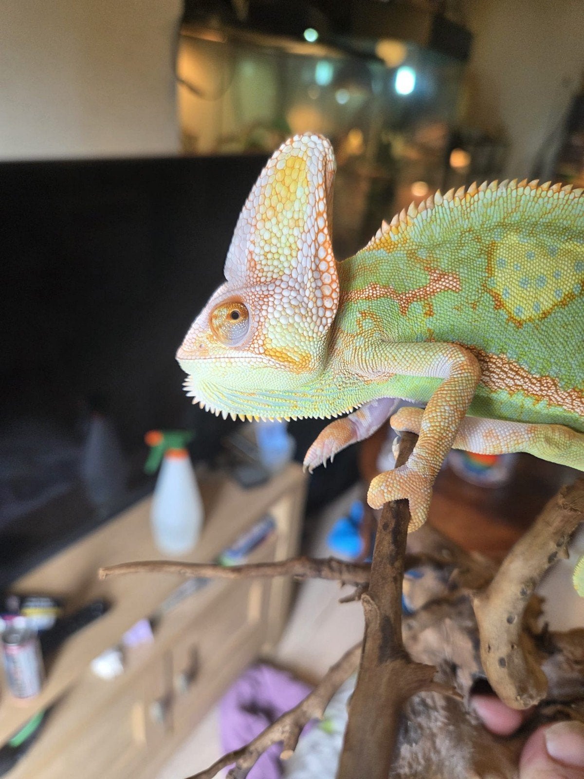 te koop jonge piebald jemen kameleon man Chameleon photo 3
