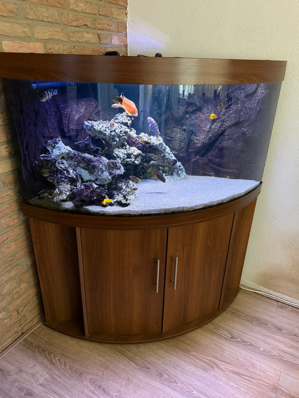 Juwel Trigon 350 hoekaquarium, Dieren en Toebehoren, Ophalen, Gebruikt, Gevuld zoetwateraquarium, Inclusief vissen
