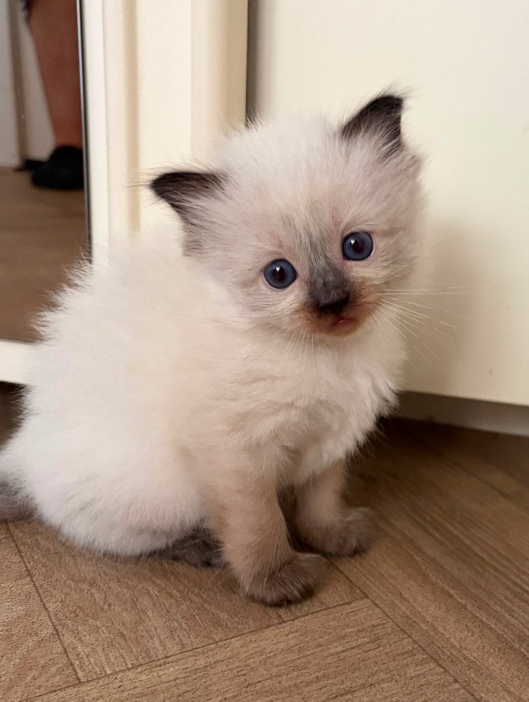 Kitten Ragdoll, Dieren en Toebehoren, Meerdere dieren, 0 tot 2 jaar