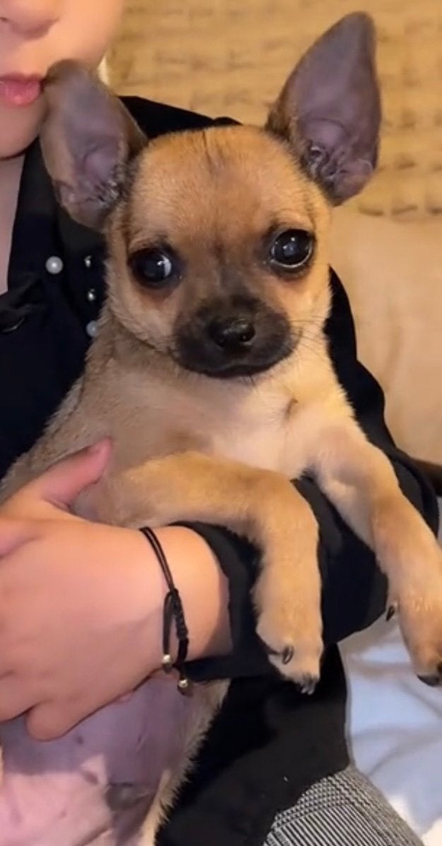 MINI CHIHUAHUA, Poedel, 15 weken tot 1 jaar, Reu, CDV (hondenziekte)