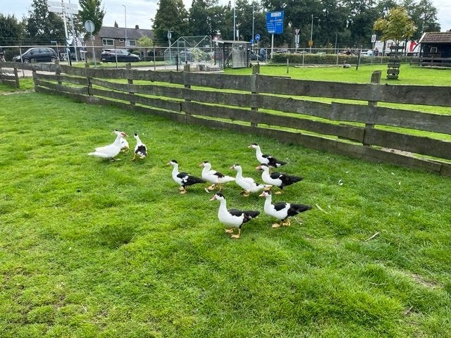 Muscus-eenden c.q. Kaapse-eenden, Meerdere dieren, Eend