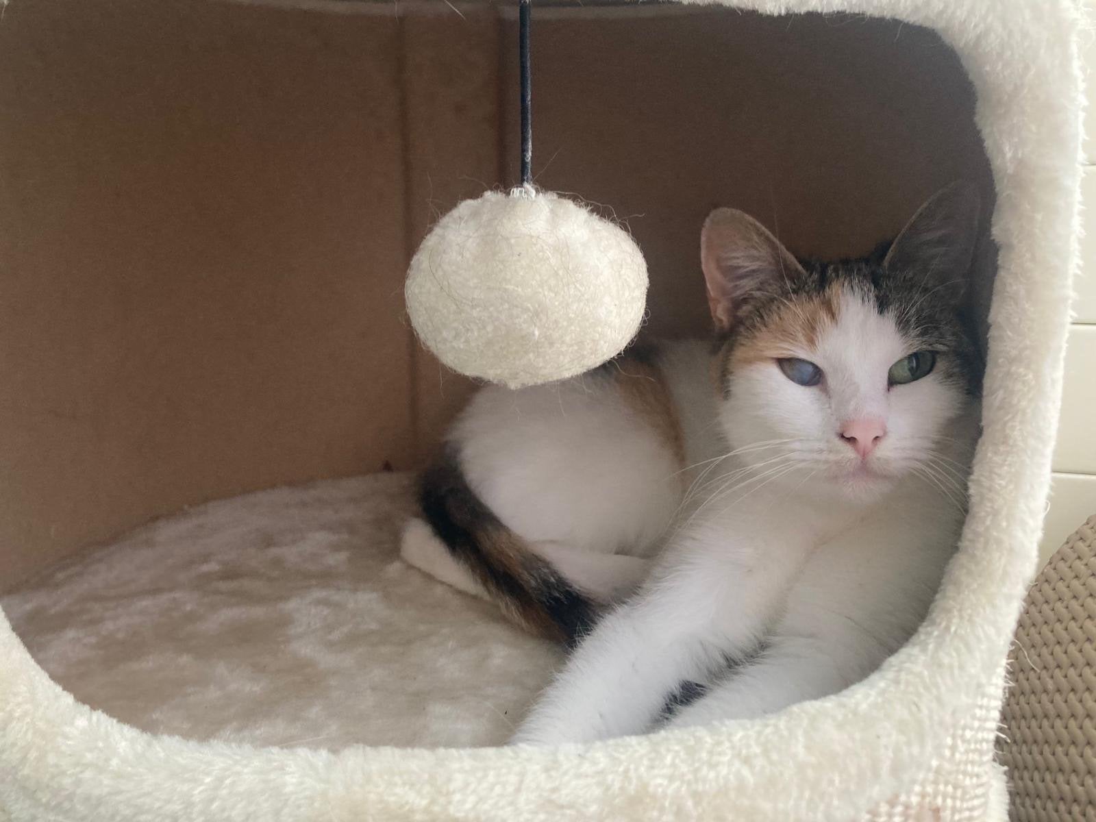 Met spoed herplaatsing gezocht!! Poesje 4 jr, Poes