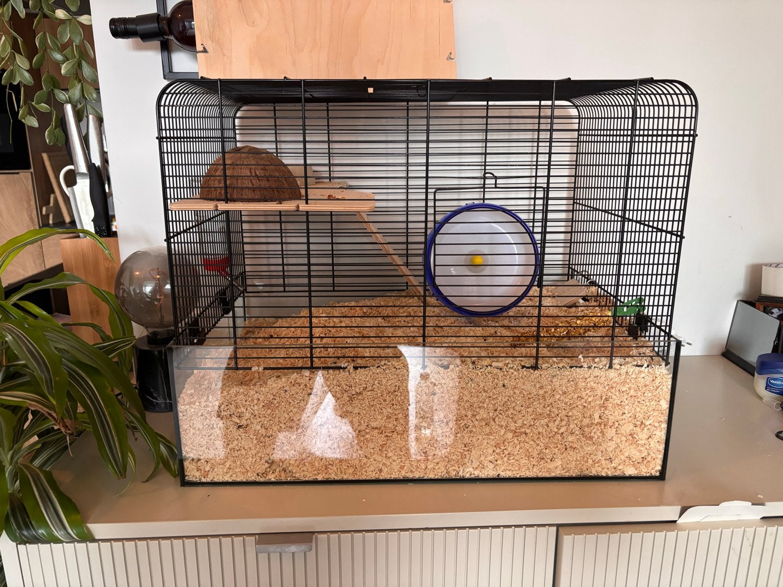 Chinise dwerghamster met 2 hamsterverblijven, Dieren en Toebehoren, Knaagdieren, April, Vrouwelijk, Hamster