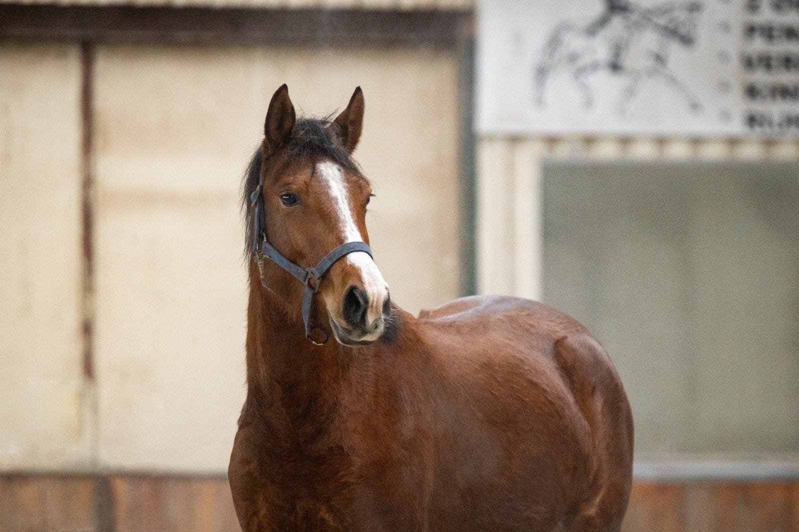 3 jarige springgefokte merrie, Merrie, Met stamboom, 3 tot 6 jaar, Onbeleerd