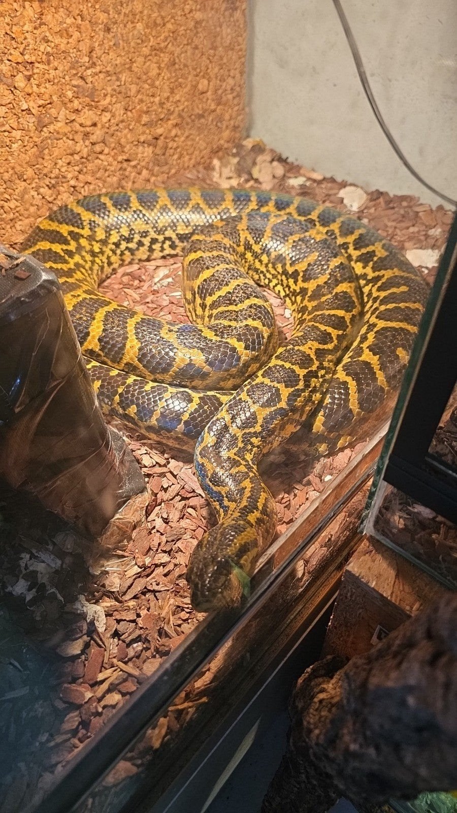 Gele anaconda +-3 meter, Slang