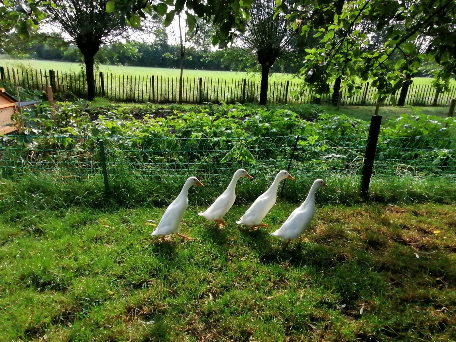 Gratis 2 witte loopeenden mannetjes geb. 21/3/2026, Mannelijk, Eend