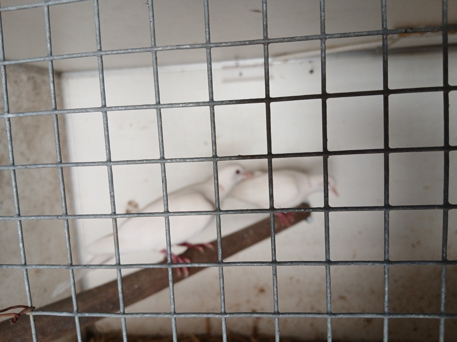 7x tortelduif