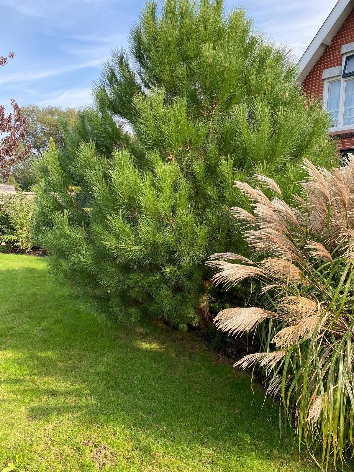 Grote Kerstboom / Denneboom - 3,5m hoog, Tuin en Terras, Bloeit niet, Overige soorten, 250 tot 400 cm, Ophalen