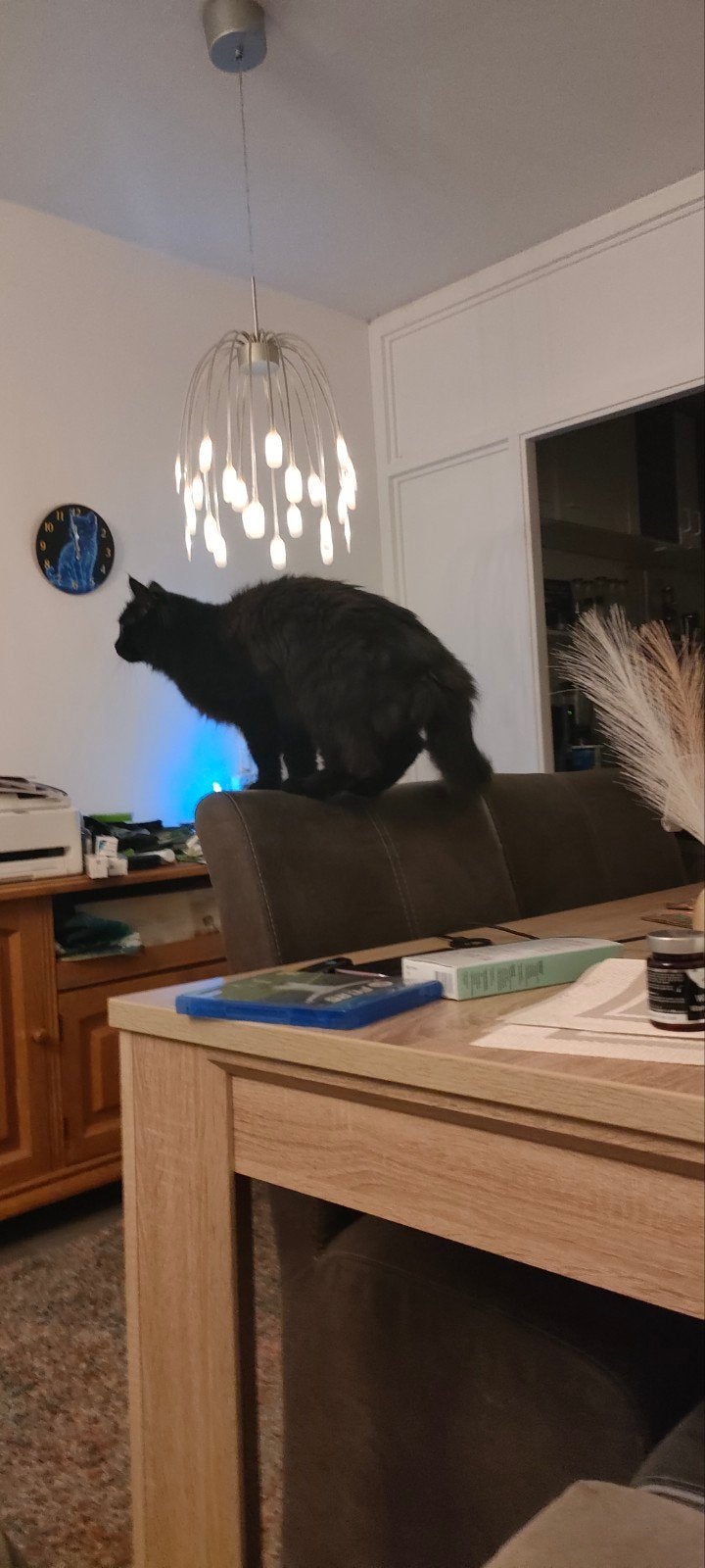 gratis af te halen, Poes, 0 tot 2 jaar